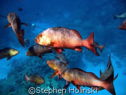 First Shot on the Great Barrier Reef. Taken with a Powers... by Stephen Holinski 